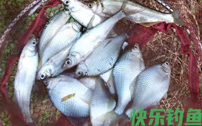 地笼抓鳑鲏鱼用什么饵料最好？(图4)