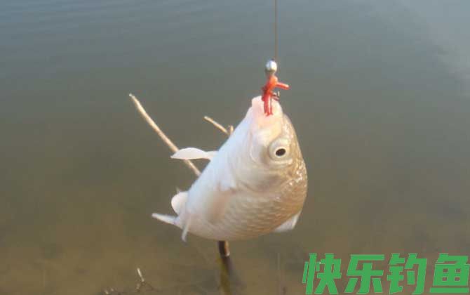 夏季钓鱼用红虫还是蚯蚓？(图2)