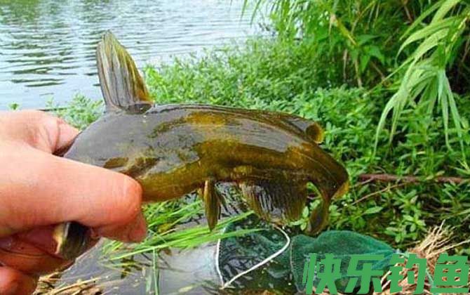 夏季钓鱼用红虫还是蚯蚓？(图4)
