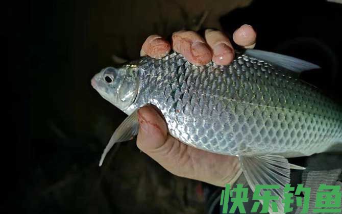 夏天鲮鱼喜欢什么味型的饵料？(图2)