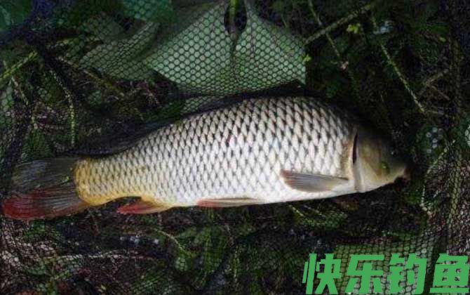 花生麸打窝钓鲤鱼怎么样？(图1)