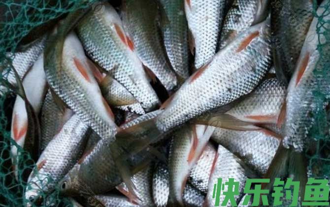 夏天鲮鱼喜欢什么味型的饵料？(图3)