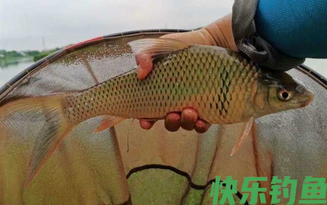 夏天鲮鱼喜欢什么味型的饵料？(图4)