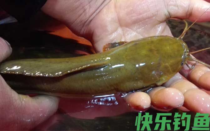 土鲶鱼用什么鱼饵最好钓?(图4) 土鲶鱼用什么鱼饵最好钓?(图4)