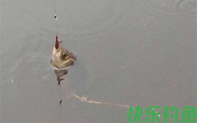 野钓用蚯蚓能钓到大鱼吗？(图1)