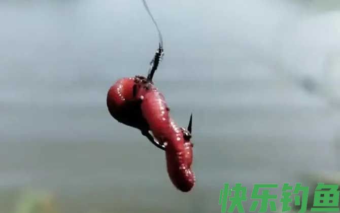 野钓用蚯蚓能钓到大鱼吗？(图2)