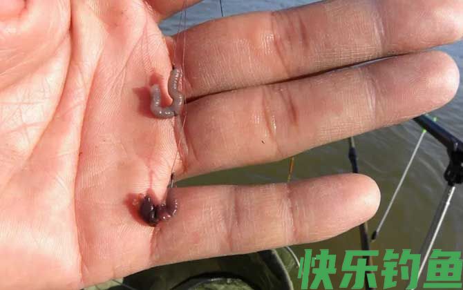 野钓用蚯蚓能钓到大鱼吗？(图4)