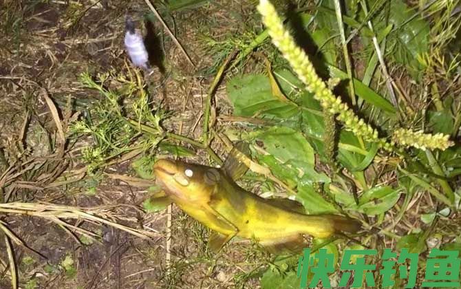 野钓用蚯蚓能钓到大鱼吗？(图3)