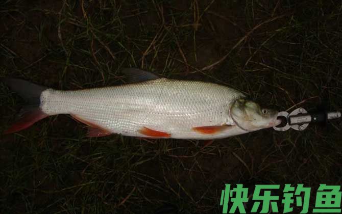 钓翘嘴红鲌用什么饵料？(图1)