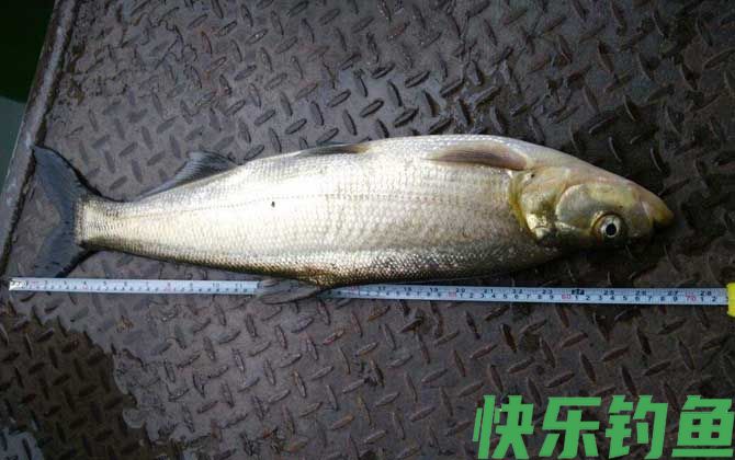 钓翘嘴红鲌用什么饵料？(图3)