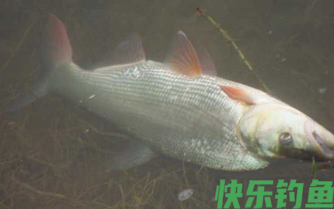 钓翘嘴红鲌用什么饵料？(图2)