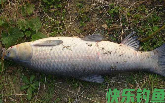 自制钓鱼药酒配方大全(图3)