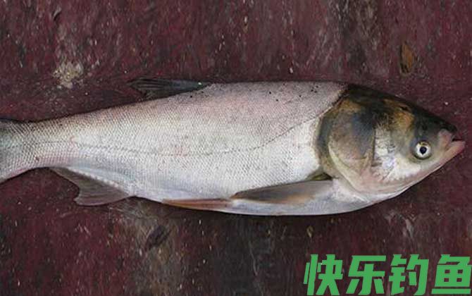 黑坑钓鲢鳙用什么饵料？(图2)