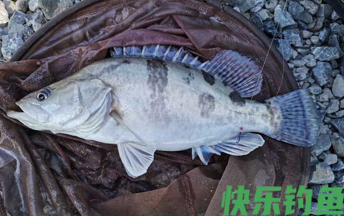 野生桂鱼喜欢吃什么饵料？(图1)