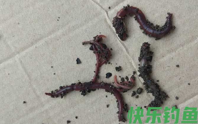 蚯蚓养殖需要什么条件？(图2)