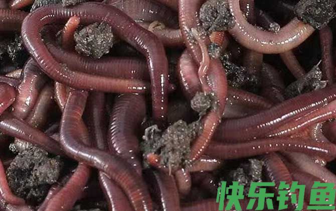 蚯蚓养殖需要什么条件？(图3)