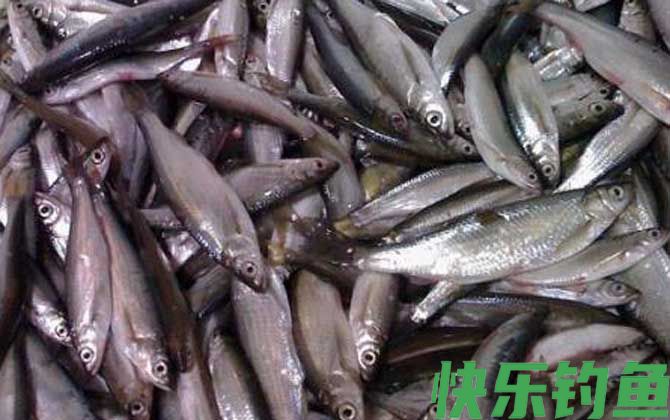 用什么钓白条鱼最快？(图1)