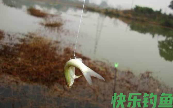用什么钓白条鱼最快？(图3)