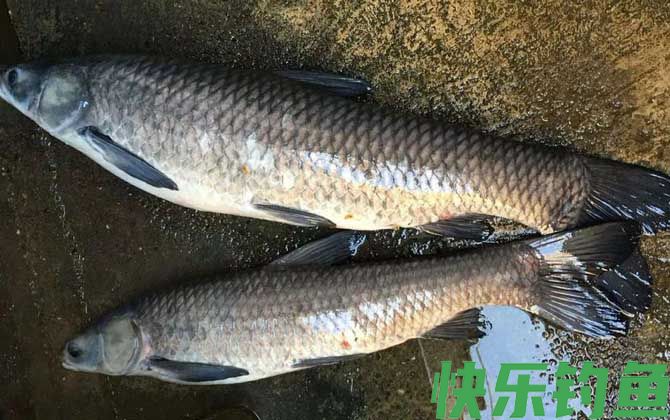 青鱼吃蚯蚓吗？(图2)