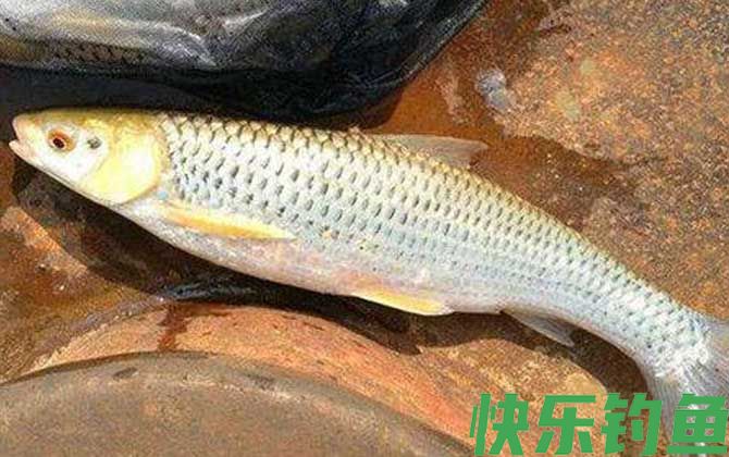 钓红眼鱼用什么饵料？(图2)