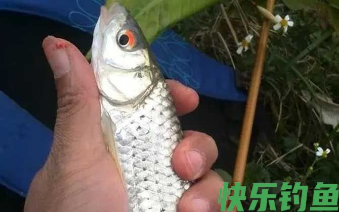 钓红眼鱼用什么饵料？(图1)