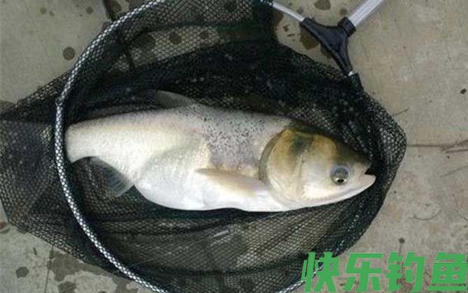 冬季钓鱼商品饵料配方大全(图6)