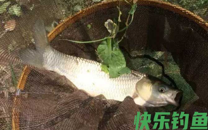 红薯蜂蜜鲤鱼饵料制作方法(图2)