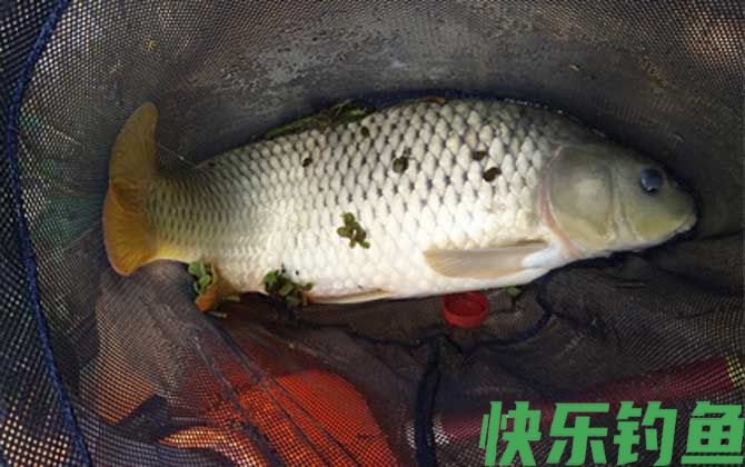 红薯蜂蜜鲤鱼饵料制作方法(图3)