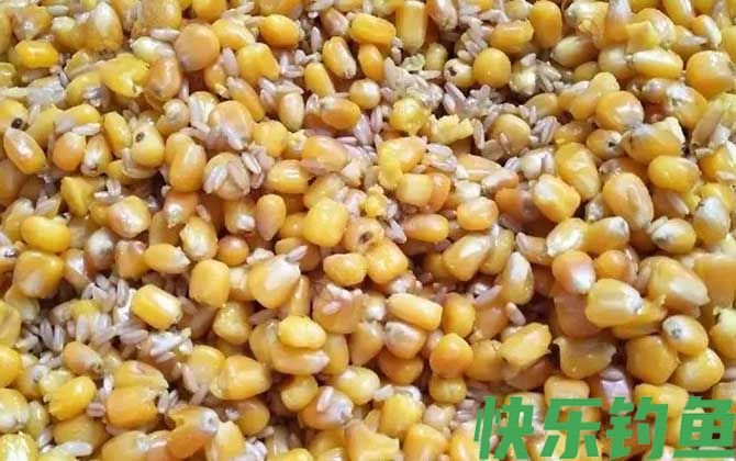 老玉米用酒泡多久可以钓鱼？(图2)