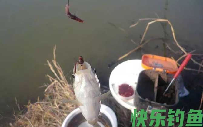 蚯蚓可以钓大鱼吗？(图1)