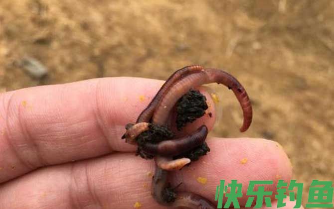 蚯蚓可以钓大鱼吗？(图4)