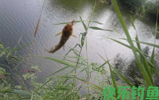 蚯蚓可以钓大鱼吗？(图3)