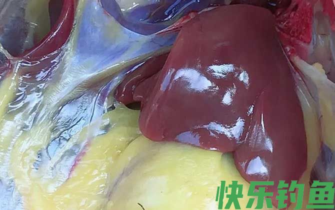 鸡肝钓鱼好还是鸭肝好？(图1)