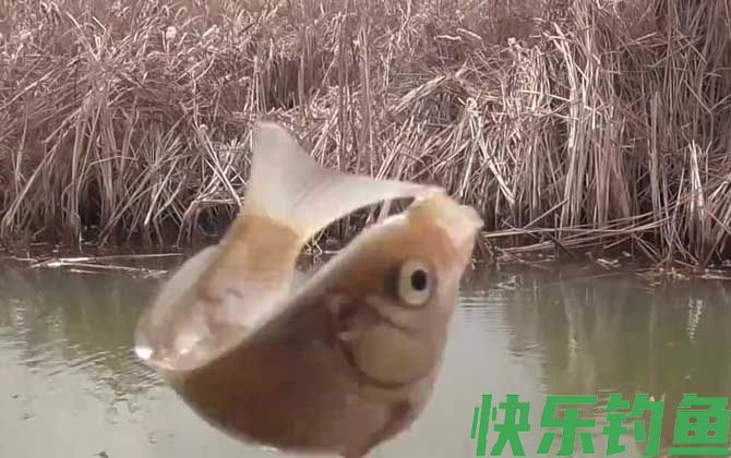 野钓什么饵料最好用？(图3)