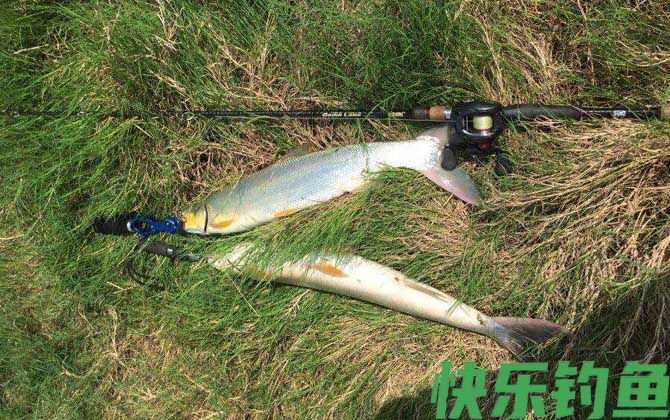 鳡鱼用什么饵料钓最好？(图2)