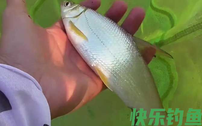 最公认的黄尾饵料配方(图3)
