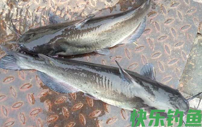 叉尾鱼用什么饵好钓？(图1)