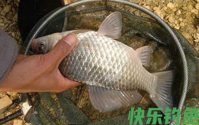 夏天钓鲫鱼用什么味道？(图1)