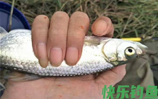 路亚钓白条鱼用什么拟饵？(图4)