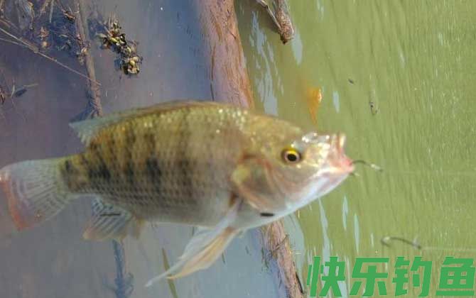 广东钓罗非鱼饵料配方大全(图4)