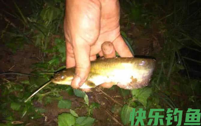 晚上用什么钓鲶鱼最好？(图2)