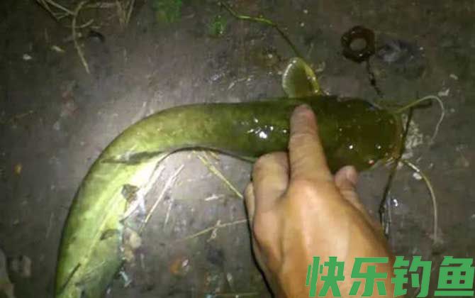 晚上用什么钓鲶鱼最好？(图3)