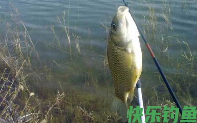 冬季钓鱼用什么小药？(图1)