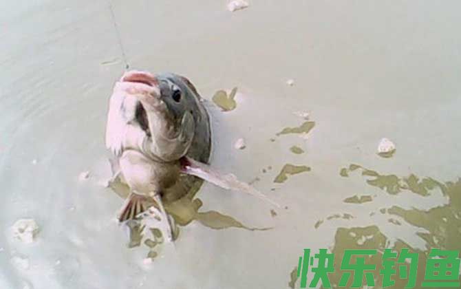 冬季钓鱼用什么小药？(图3)