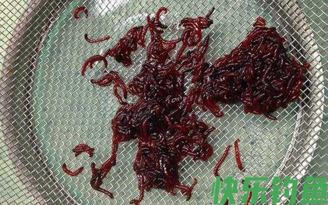 黑坑为什么不让用红虫？(图5)