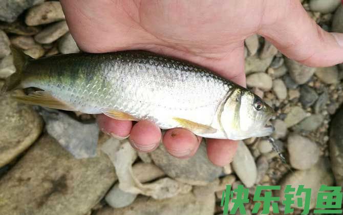 马口鱼用蚯蚓能钓到吗？(图2)