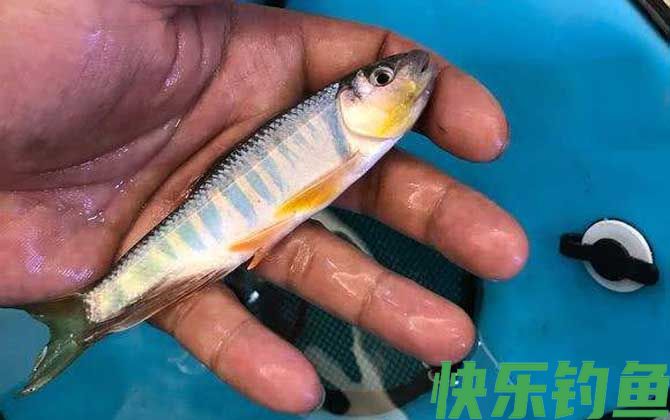 马口鱼用蚯蚓能钓到吗？(图3)