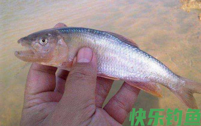 马口鱼用蚯蚓能钓到吗？(图1)