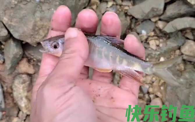 马口鱼用蚯蚓能钓到吗？(图4)