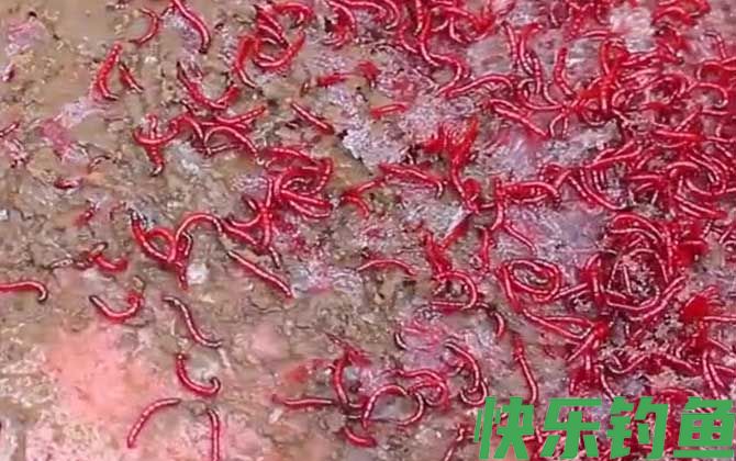 为什么红虫不能用手碰？(图4)